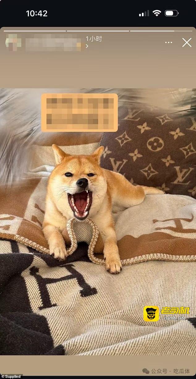 （一）杨小姐与柴犬“旺仔”在悉尼的奢华生活 - 图片
