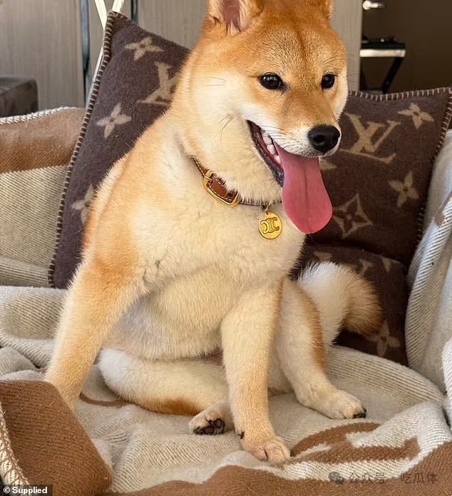 （一）杨小姐与柴犬“旺仔”在悉尼的奢华生活 - 图片