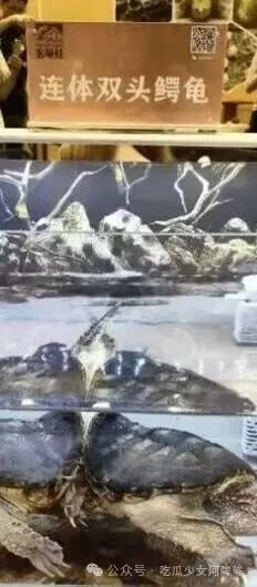 某女网红龟展擦边，展示不雅动作让人反感，投诉后主办方：是网红的问题！ - 图片