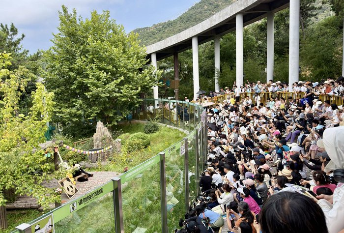 吉他公主！大连森林动物园大熊猫妙音喜迎16岁生日