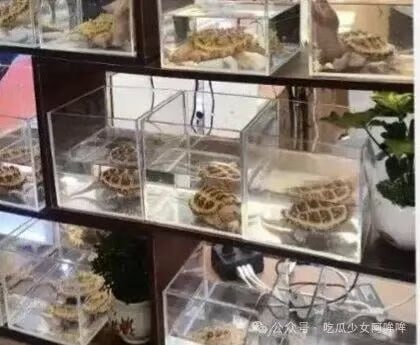 某女网红龟展擦边，展示不雅动作让人反感，投诉后主办方：是网红的问题！ - 图片